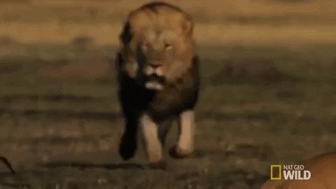 Nat Geo Wild Lion GIF by Sa...