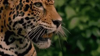 Leopard Roar GIF