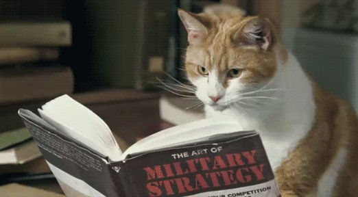 cat reading military strategy GIF