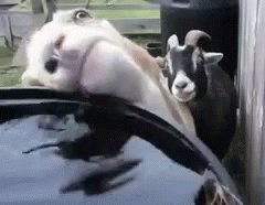 Best Friend Friends GIF