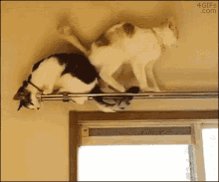 Sky (@Sky13861654) on Twitter photo 2019-07-21 23:12:17 @gerrinnesmac @ChristiWalling @BabyGo2014 @loveGoldenHeart @SathieGounden @CarlosD27801704 @kalimullah2 @SandyJugoo @ms_tarrie @pratoshnivedita @DonnaFins @1shawnster @pkamla1 @Cynthia55678360 @debratankersle1 @IgnorantAsHell @pemamasih1 @DansoyGomez @jill_magnussen @PapaPorter1 @TheMerryCrystal @DerekPa56710094 @MamCivi @johnfray9 @helensmomma @sikandarmirza10 @letgolifeflows @hepatitisihelpc @Adele47018578 @malekalby @Light4ASD @Hani19178044 @Jenny648144921 @CherubNation @billy2kid45 @HarcourtDoug @Dianne__LadyD @LesleyLupo @Native_Shadows @DonnaBrent10 @JackConnie @lidia_basurto @Sadafsultansaif @nikki_tolich Just hanging around 😺🐈 I 👀. Sunday Adventure 😹😹 @gerrinnesmac @ChristiWalling @BabyGo2014 @loveGoldenHeart @SathieGounden @CarlosD27801704 @kalimullah2 @SandyJugoo @ms_tarrie @pratoshnivedita @DonnaFins @1shawnster @pkamla1 @Cynthia55678360 @debratankersle1 @IgnorantAsHell @pemamasih1 @DansoyGomez @jill_magnussen @PapaPorter1 @TheMerryCrystal @DerekPa56710094 @MamCivi @johnfray9 @helensmomma @sikandarmirza10 @letgolifeflows @hepatitisihelpc @Adele47018578 @malekalby @Light4ASD @Hani19178044 @Jenny648144921 @CherubNation @billy2kid45 @HarcourtDoug @Dianne__LadyD @LesleyLupo @Native_Shadows @DonnaBrent10 @JackConnie @lidia_basurto @Sadafsultansaif @nikki_tolich Just hanging around 😺🐈 I 👀. Sunday Adventure 😹😹