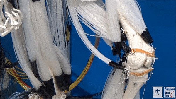 A musculoskeletal robot using a bundle of thin McKibben muscles which enables a multifilament muscle that has characteristics similar to those of human muscles.
https://www.wevolver.com/wevolver.staff/musculoskeletal.lower-limb.robot/ …
#robotics #technology #design #engineering #robot #stem #innovation #robots