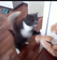 Racism WatchKitty says: wash yours paws!πΎπ³οΈβπ (@RWatchkitty) on Twitter photo 19/08/2019 13:20:52 @realDonaldTrump @kilmeade @foxandfriends MEOW MEOW MEOW!!!!! @realDonaldTrump @kilmeade @foxandfriends MEOW MEOW MEOW!!!!!