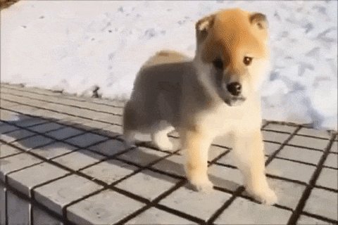 柴犬のtwitterイラスト検索結果 柴犬のtwitterイラスト検索結果