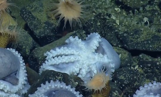 MBARI_News photo