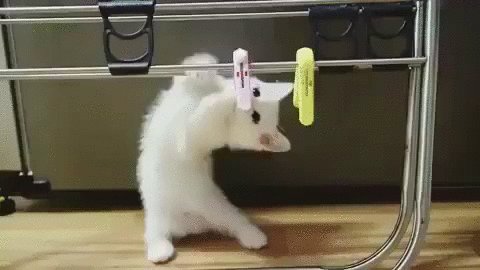 Kitten has important chores to do.π±πΎπ½Have a happy hump day Mukesh! π