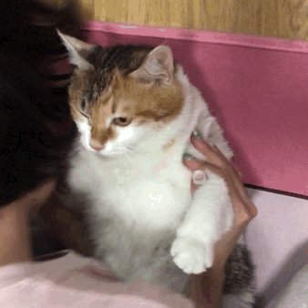 コスプレイヤー浅浅ASAKIのTwitterGIF1