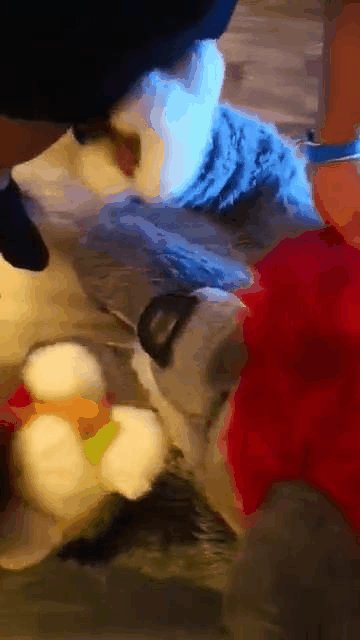 This weekend I was very good boy! Double ?to play with.

#murrsuit #nsfw #porn @AnotherYiff @QualityMurrsuit