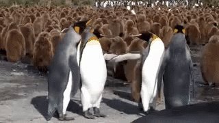 SwissAngryNoobs photo