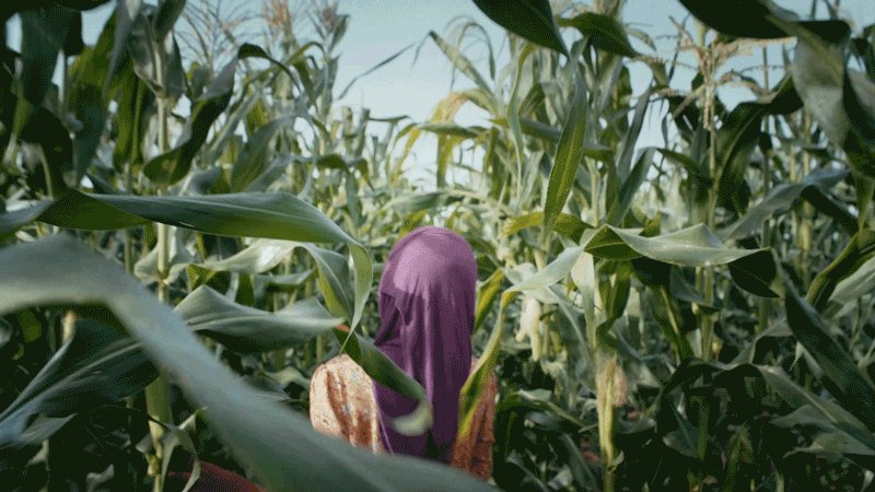 “If we don’t act now, many will be at risk of hunger.”
@gdg developer @nazirinisiraji taught herself to use @TensorFlow to confront the crop pest threatening the livelihood of Ugandan farmers. See her work in action→ http://goo.gle/2plhSfC