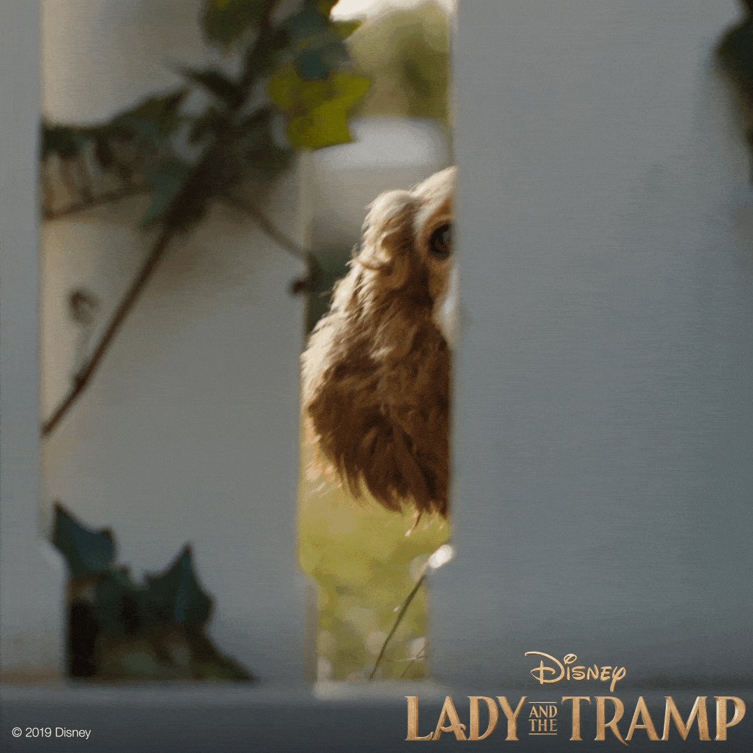 WeRateDogs On Twitter Mometron We re Starting LadyAndTheTramp At 