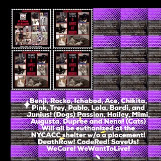 #Benji, #Rocko, #Ichabod, #Ace, #Chikita, #Pink, #Trey, #Pablo, #Lola, #Bardi and #Junius! (#Dogs and #Puppies) #Passion, #Hailey, #Mimi, #Augusta, #Dupree and #Nena! (#Cats and #Kittens) All will be #euthanized at the #NYCACC @NYCACC shelter on Tuesday 11-19-2019 at 12pm! #Love