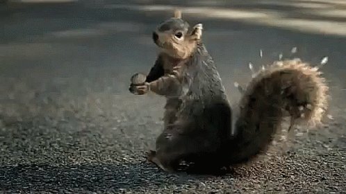 NASS #TrustedInfo2020 (@NASSorg) on Twitter photo 2020-01-21 20:17:22 Its #SquirrelAppreciationDay, so go nuts 🥜and register to vote! (Sorry, we had to.) Visit canivote.org to find out how and where. #TrustedInfo2020 #BeAVoter Its #SquirrelAppreciationDay, so go nuts 🥜and register to vote! (Sorry, we had to.) Visit canivote.org to find out how and where. #TrustedInfo2020 #BeAVoter