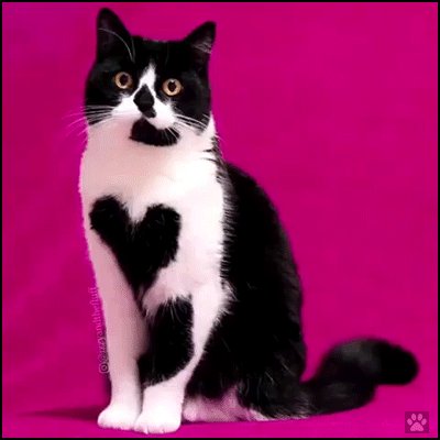 💗