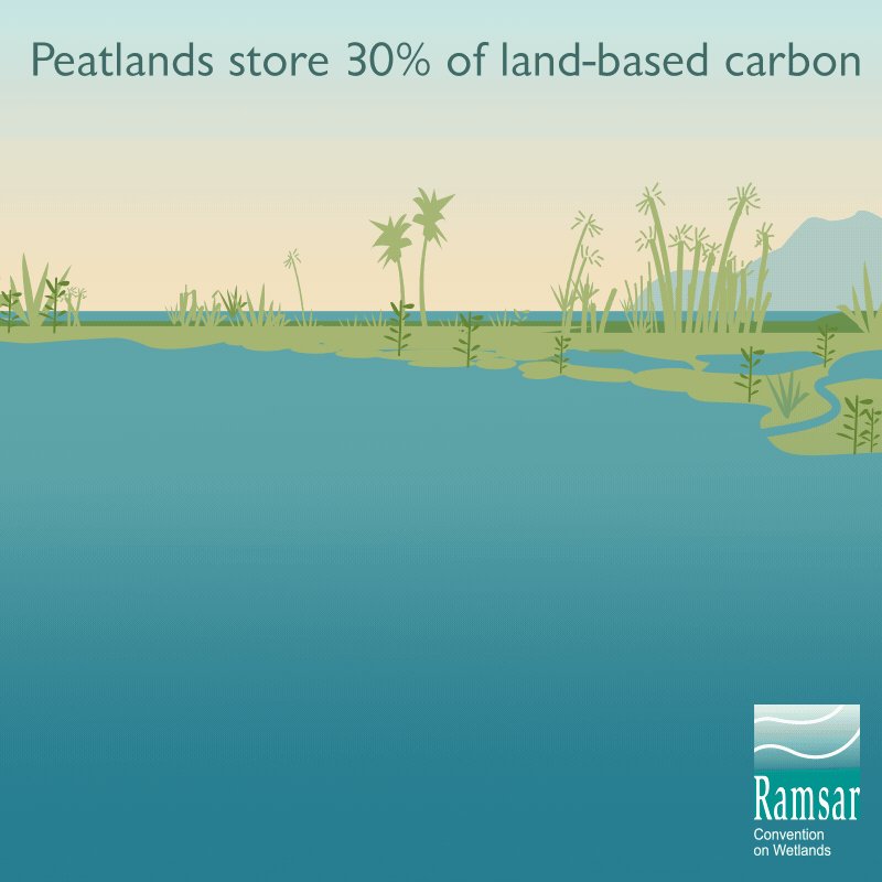 #DYK: #peatlands store 30% of land-based #carbon in spite of covering only about 3% of our planet's land?Peatlands are vital carbon sinks. By conserving & restoring them, we can reduce emissions that contribute to #ClimateCrisis.#WorldWetlandsDay is 🔜http://bit.ly/37cbmrD