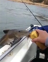 Deep Sea Catfishing #AnimalSportsAndTeams @JustMyTweet @BoardwalkTags ๐ฑ๐ ๐ฑ๐