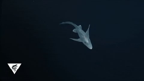 MBARI_News photo