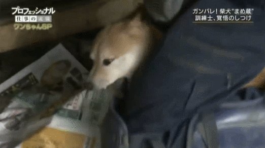 Freemuryowewpmc 99以上 まめ蔵 犬 豆蔵 犬 プロフェッショナル Freemuryowewpmc 99以上 まめ蔵 犬 豆蔵 犬 プロフェッショナル