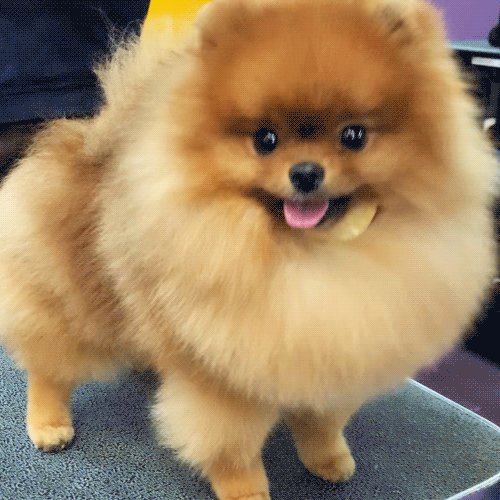 Westminster Dog Show on Twitter "Pomeranians are lively, bold, & inquisitive. WKCDogShow