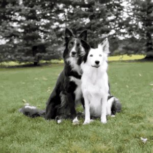 Не только люди, но и домашние животные пострадали от нового коронавируса #COVID19 в Китае. Беспрецедентный #карантин в Китае разделил миллионы семей. Однако китайцы стараются помочь несчастным животным в такой трудной обстановке. Читать статью: https://china-today.ru/kitajcy-prihodjat-na-pomoshh-domashnim-zhivotnym-v-blokade/ …