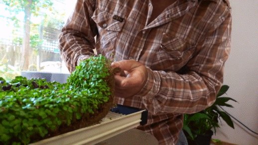 🌿 It's thyme to learn some urban gardening tips with the help of Australian #CreatorOntheRise MartysGarden: https://yt.be/h3Bg