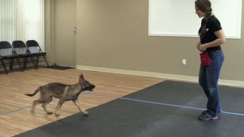 5 Simple Ways to Get Your Dog to Pay Attention
In this article, I will cover 5 simple tips you can apply immediately to help your dog become more attentive.
http://bit.ly/2TbbuDu
#dog #DogLover #DogsofTwittter #BrainTraining #dogtraining #Training #lovedogs