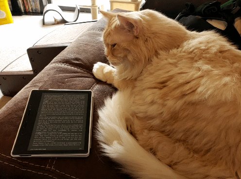 I have learned to make gifs.
Well. I haven't put words to them but still. This is a game changer.
Anywho...
When reading books with witches, cat buddy readers are essential. #CatsOnTwitter #Reading