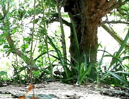 a baby fossa climbs headfirst down a tree and starts walking towards camera