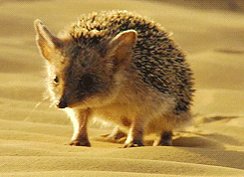 Wild Arabian hedgehog trundling through sand