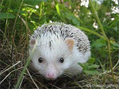 Curious hedgehog walking through grass to come sniff the camera