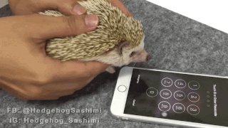 Person holding a hedgehog uses its paw to unlock the fingerprint scanner on a phone