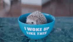 Hedgehog poking out of a blue bowl. The bowl reads « i woke up like this »