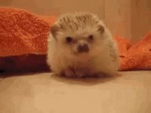 Calm hedgehog watching you, sniffing inquisitively