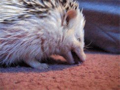 Hedgehog biting carpet