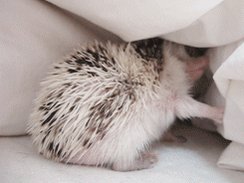 Hedgehog battling a sheet