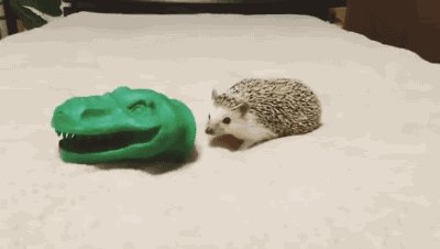 Hedgehog climbing in to a rubber dinosaur head, making its jaws chomp