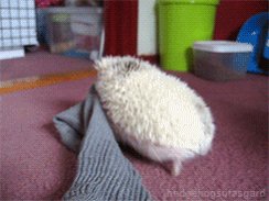 Hedgehog stealing a sock