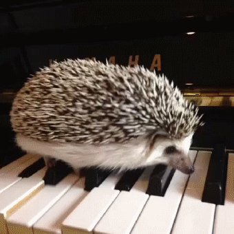 Hedgehog walking on a piano keyboard