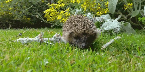 Wild hedgehog racing up to investigate a camera