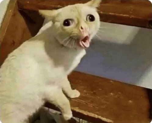 Taupo Auf Twitter En Cherchant Un Gif De Chat Qui Vomit Jugez Pas C Est Le Confinement Je Tombe Sur Cette Merveilleuse Sauciere T Co 237nfmiwki T Co V1ifevujr7 Twitter