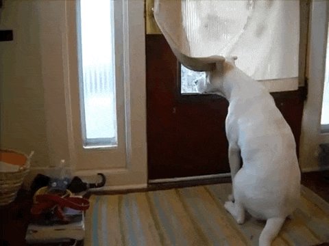 Giles Duley (@gilesduley) on Twitter photo 06/04/2020 09:26:37 the way that dogs wait by the door and get so excited when the postman arrives I get that now 😂 the way that dogs wait by the door and get so excited when the postman arrives I get that now 😂