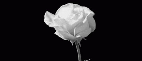 BlueMinx (@BlueMinx2) on Twitter photo 26/03/2020 12:33:41 @LSD122070 so sorry for your loss. you are not alone, please stay strong and be well. @LSD122070 so sorry for your loss. you are not alone, please stay strong and be well.