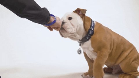 Butler Blue IV (@TheButlerBlue) on Twitter photo 04/04/2020 14:48:14 @LeeWeick @butleru @ButlerBlue3 Congratulations! @LeeWeick @butleru @ButlerBlue3 Congratulations!