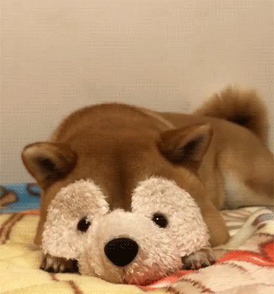 clever shiba inu GIF