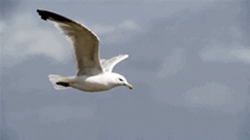 Lightness Freedom GIF