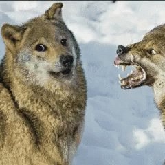 Wolf Awkward GIF