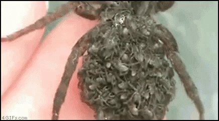 Spider Mom GIF