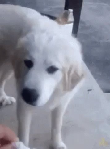 Dog Bad Taste GIF