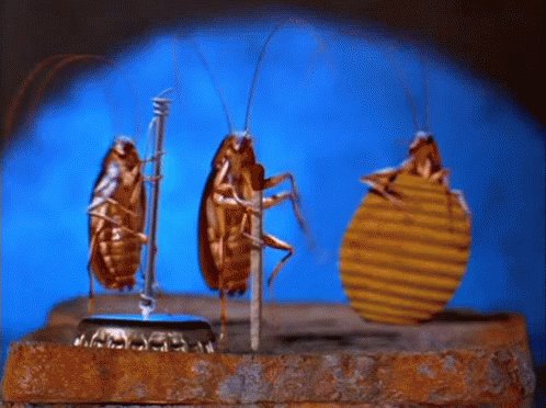 Musical Cockroaches GIF