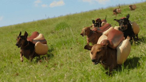 dog hills GIF